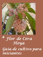 Guia de Cultivo de Flor de Cera - Hoya