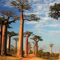 Árvore Baobá – Adansonia Digitata