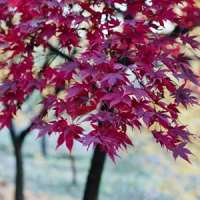 Acer Palmatum – Bordo Japonês