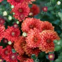 Crisântemo – Chrysanthemum 