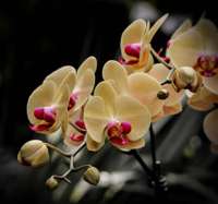 dicas de florescimento em orquídeas