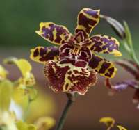 química em orquídeas