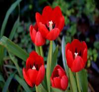 Flores de Tulipa se abrindo