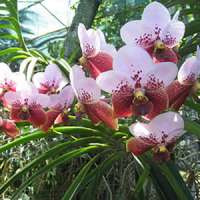Matéria: Como cuidar de uma orquídea Phalaenopsis florida