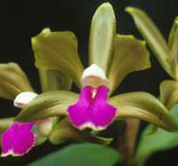 Matéria: Orquídea Cattleya Bicolor
