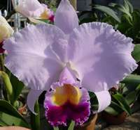 Matéria: Orquídea Cattleya trianae